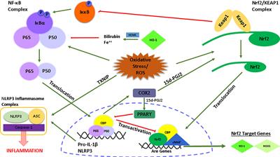 Targeting NLRP3 Inflammasome With Nrf2 Inducers in Central Nervous System Disorders